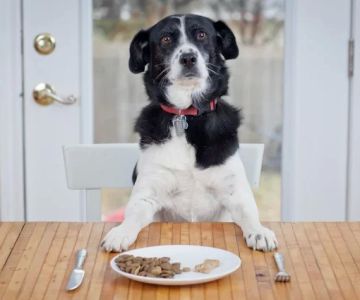 How to Select the Right Pet Food for Allergies – Essential Tips for Sensitive Pets