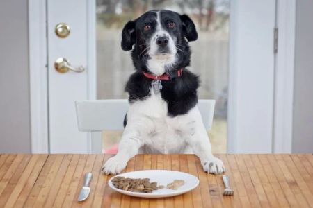 How to Select the Right Pet Food for Allergies – Essential Tips for Sensitive Pets