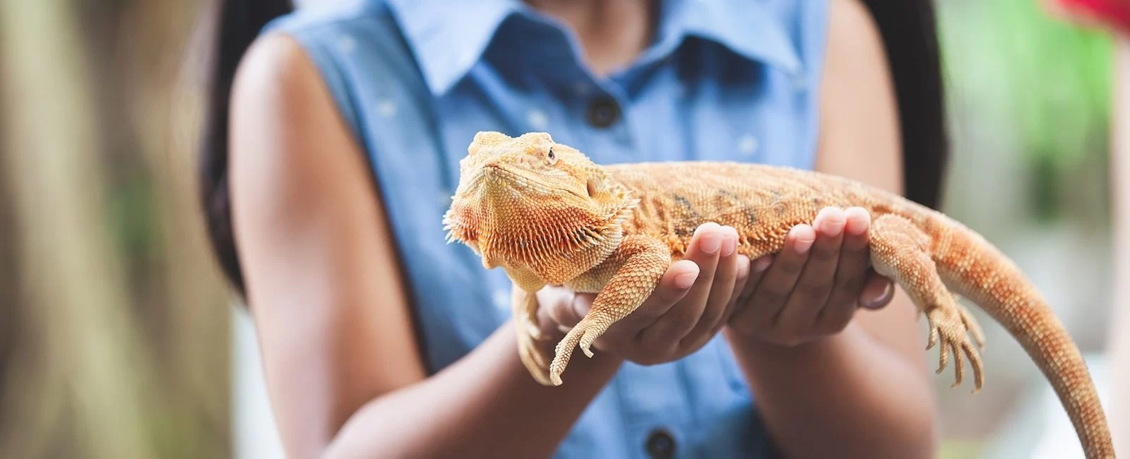 Essential Pet Care Tips for Exotic Reptiles | Expert Advice for Reptile Health and Habitat