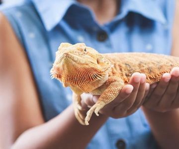Essential Pet Care Tips for Exotic Reptiles | Expert Advice for Reptile Health and Habitat