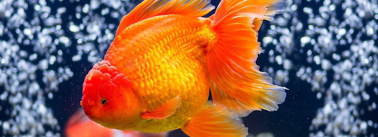 How to Care for a Pet Goldfish: Essential Tips for a Happy and Healthy Fish