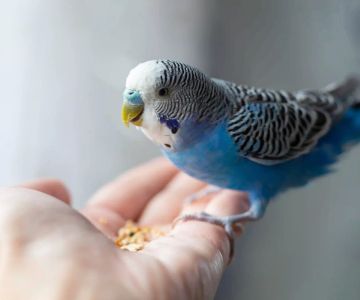 Best Bird Species for Beginner Pet Owners – Top 7 Easy-to-Care Birds