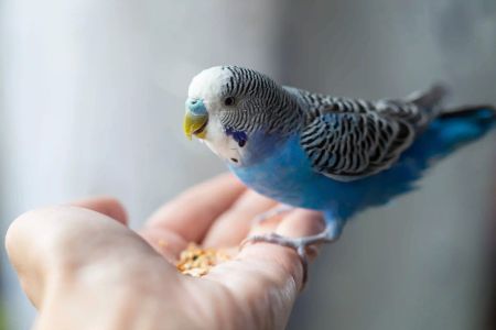 Best Bird Species for Beginner Pet Owners – Top 7 Easy-to-Care Birds