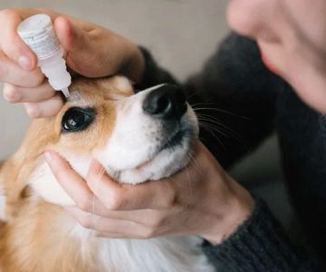 How to Treat a Pet's Eye Infection: Effective Solutions for Your Pet's Eye Health