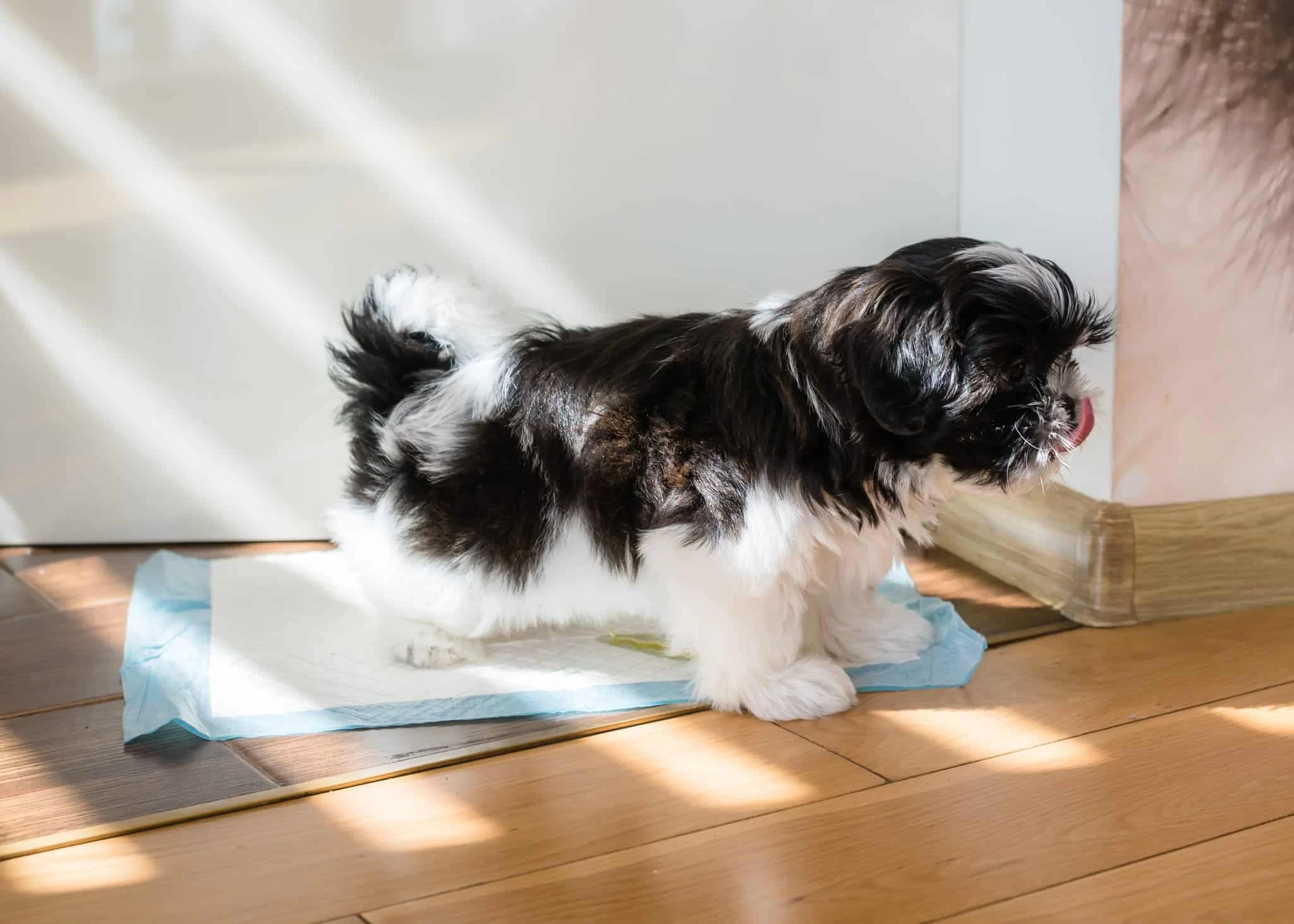 How to Train a Dog to Go Outside for Potty: The Ultimate Guide
