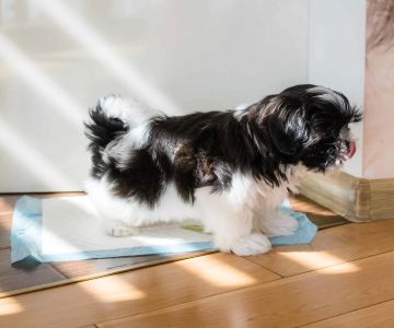 How to Train a Dog to Go Outside for Potty: The Ultimate Guide