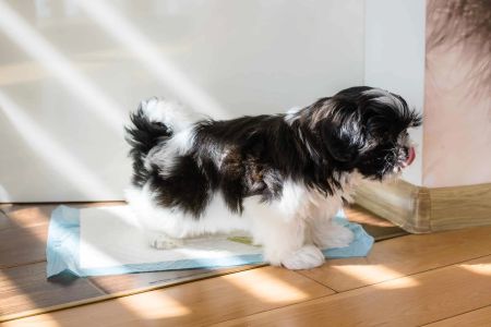 How to Train a Dog to Go Outside for Potty: The Ultimate Guide