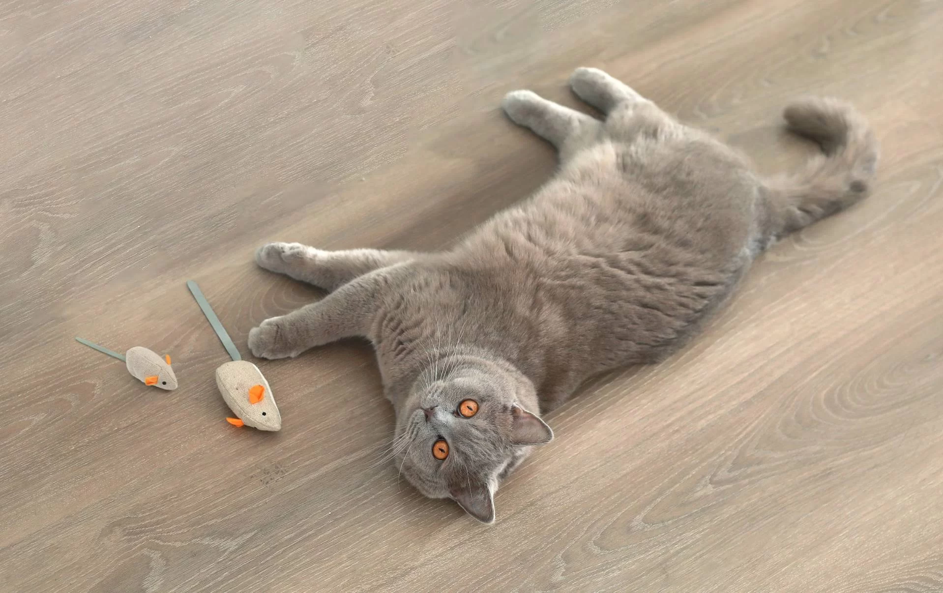 What Toys Are Safe for Cats? A Guide to Choosing the Best and Safest Options