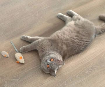 What Toys Are Safe for Cats? A Guide to Choosing the Best and Safest Options