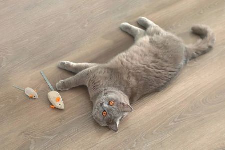 What Toys Are Safe for Cats? A Guide to Choosing the Best and Safest Options