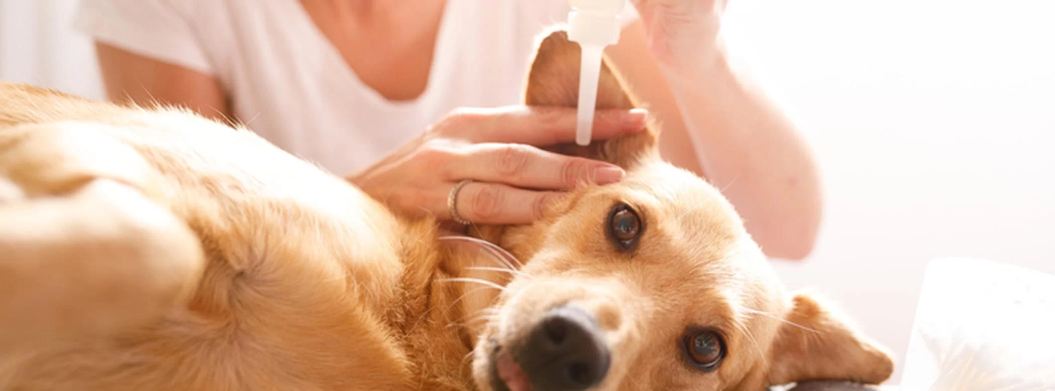 How to Clean a Dog’s Ears: A Step-by-Step Guide