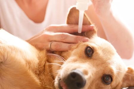 How to Clean a Dog’s Ears: A Step-by-Step Guide