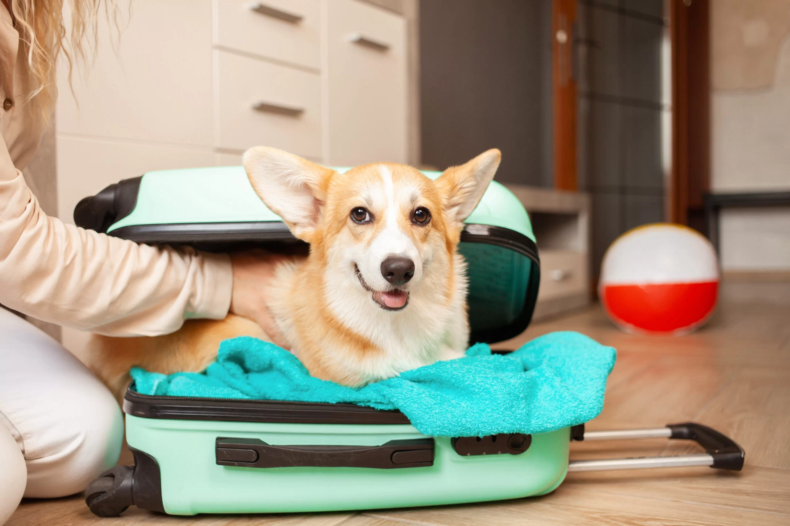 How to Prepare Your Dog for Travel: Essential Tips for a Smooth Journey