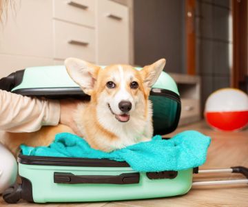How to Prepare Your Dog for Travel: Essential Tips for a Smooth Journey