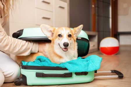 How to Prepare Your Dog for Travel: Essential Tips for a Smooth Journey