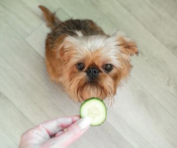 Can Pet Dogs Eat Human Food? Understanding What’s Safe for Your Furry Friend