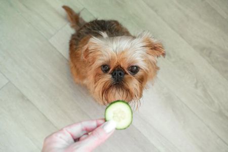 Can Pet Dogs Eat Human Food? Understanding What’s Safe for Your Furry Friend