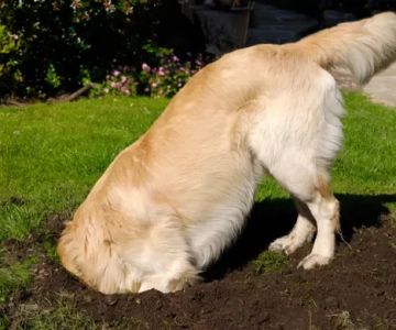 How to Stop a Dog from Digging Holes in the Yard: Proven Solutions