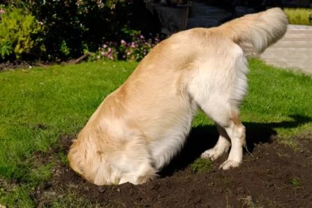 How to Stop a Dog from Digging Holes in the Yard: Proven Solutions