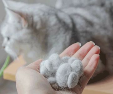 What to Do When Your Cat’s Fur is Shedding Excessively: Effective Tips for Managing Shedding