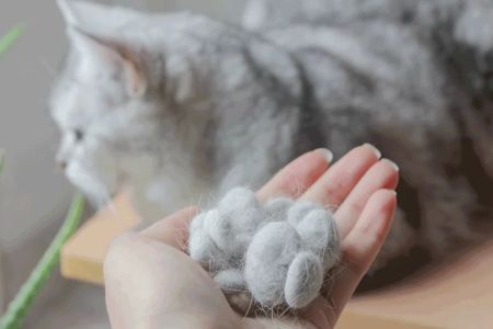 What to Do When Your Cat’s Fur is Shedding Excessively: Effective Tips for Managing Shedding