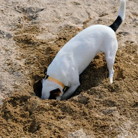 How to Stop a Dog from Digging: Effective Solutions and Training Tips