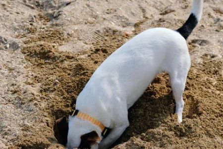 How to Stop a Dog from Digging: Effective Solutions and Training Tips