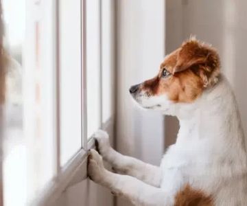 Can I Adopt a Dog if I Work Full-Time? Tips for Busy Pet Parents