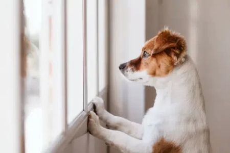 Can I Adopt a Dog if I Work Full-Time? Tips for Busy Pet Parents