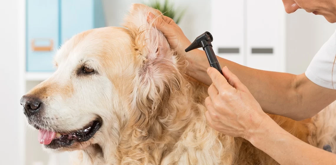 How to Treat an Ear Infection in Dogs: A Step-by-Step Guide