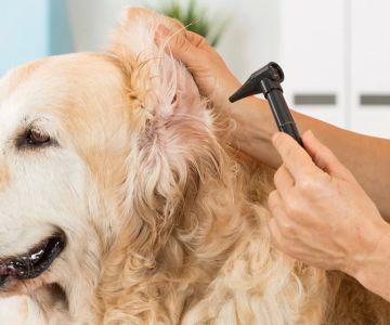 How to Treat an Ear Infection in Dogs: A Step-by-Step Guide