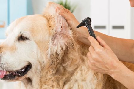 How to Treat an Ear Infection in Dogs: A Step-by-Step Guide