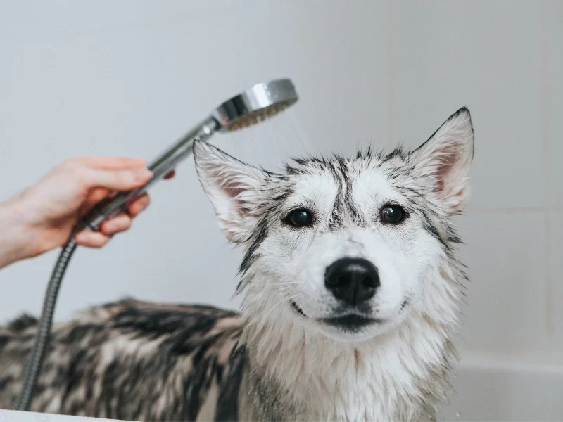 How to Make Your Dog’s Coat Shiny and Healthy: Expert Tips and Advice