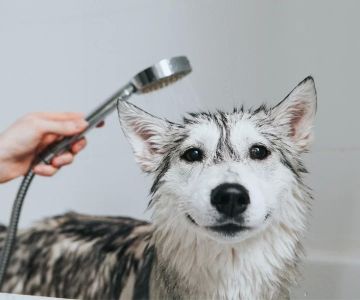 How to Make Your Dog’s Coat Shiny and Healthy: Expert Tips and Advice