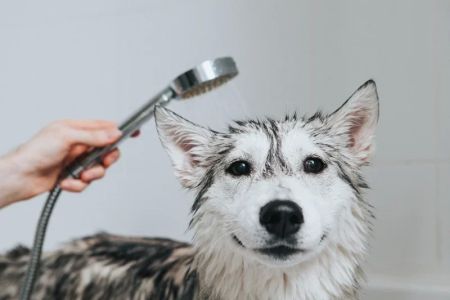 How to Make Your Dog’s Coat Shiny and Healthy: Expert Tips and Advice