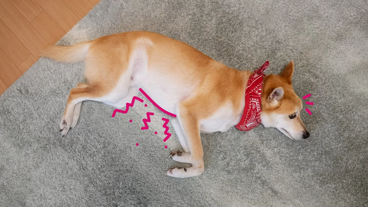 How to Treat a Dog’s Swollen Stomach: Effective Solutions for Dog Bloating