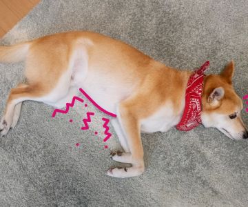 How to Treat a Dog’s Swollen Stomach: Effective Solutions for Dog Bloating