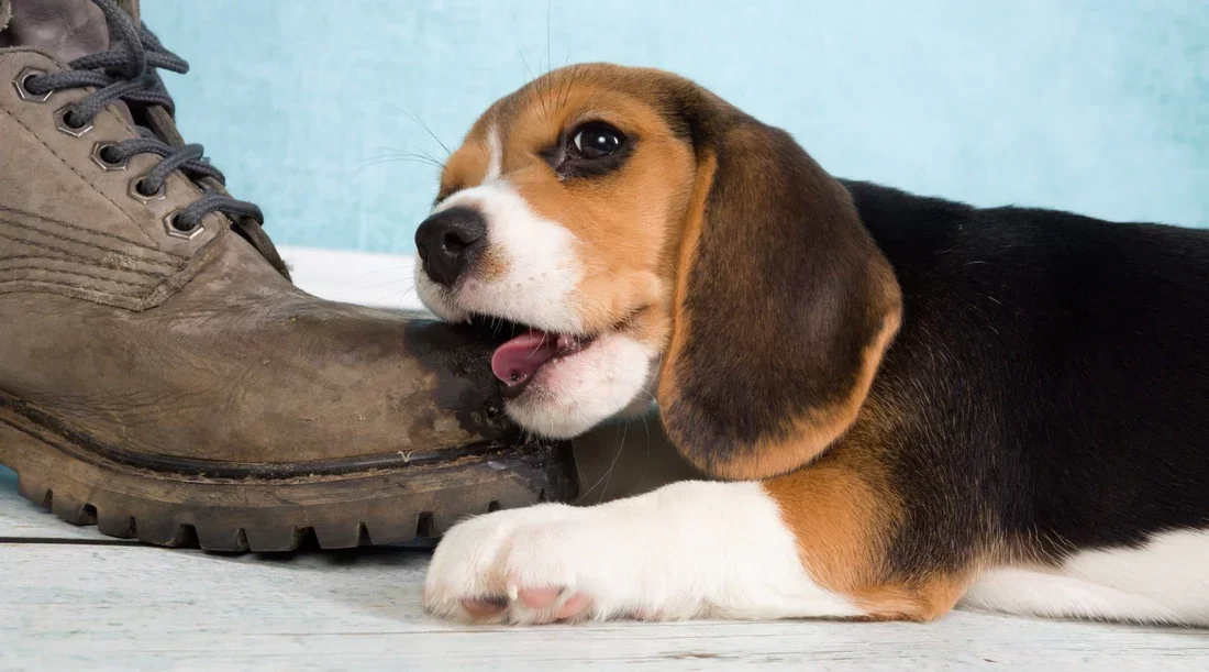 How to Prevent My Dog from Chewing Up Shoes: Tips and Solutions