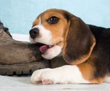 How to Prevent My Dog from Chewing Up Shoes: Tips and Solutions