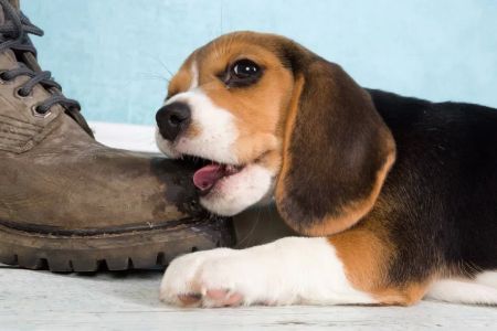 How to Prevent My Dog from Chewing Up Shoes: Tips and Solutions