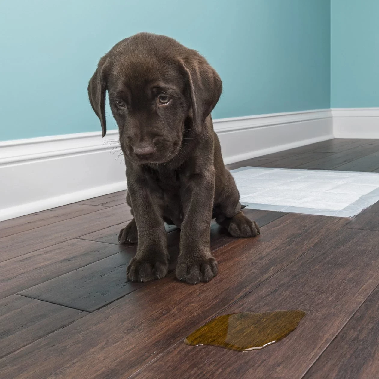 How to Stop a Dog from Peeing in the House: Effective Solutions for Pet Owners