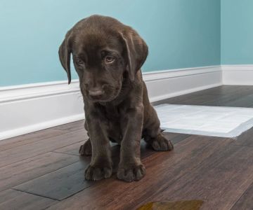 How to Stop a Dog from Peeing in the House: Effective Solutions for Pet Owners