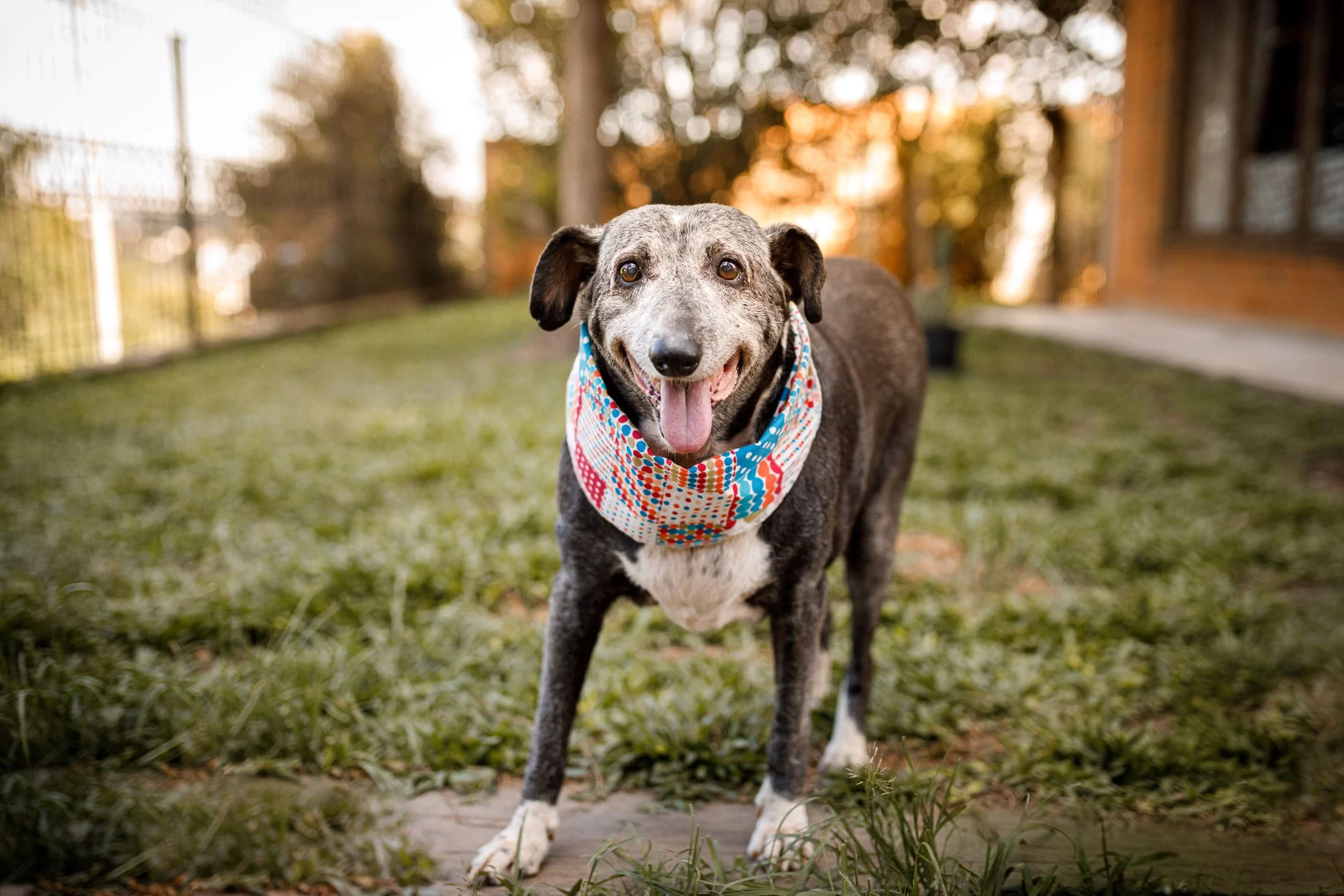 How to Care for an Elderly Dog: Essential Tips for Keeping Your Senior Dog Healthy