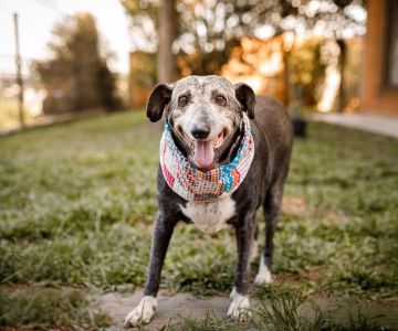 How to Care for an Elderly Dog: Essential Tips for Keeping Your Senior Dog Healthy