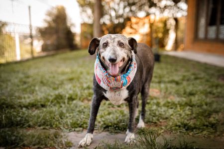 How to Care for an Elderly Dog: Essential Tips for Keeping Your Senior Dog Healthy