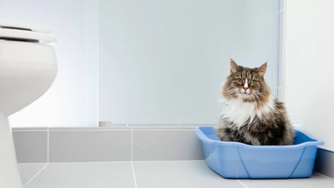 How to Treat Constipation in Pet Cats: Effective Solutions and Tips