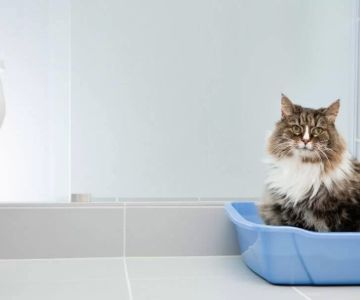 How to Treat Constipation in Pet Cats: Effective Solutions and Tips