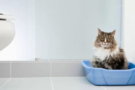 How to Treat Constipation in Pet Cats: Effective Solutions and Tips