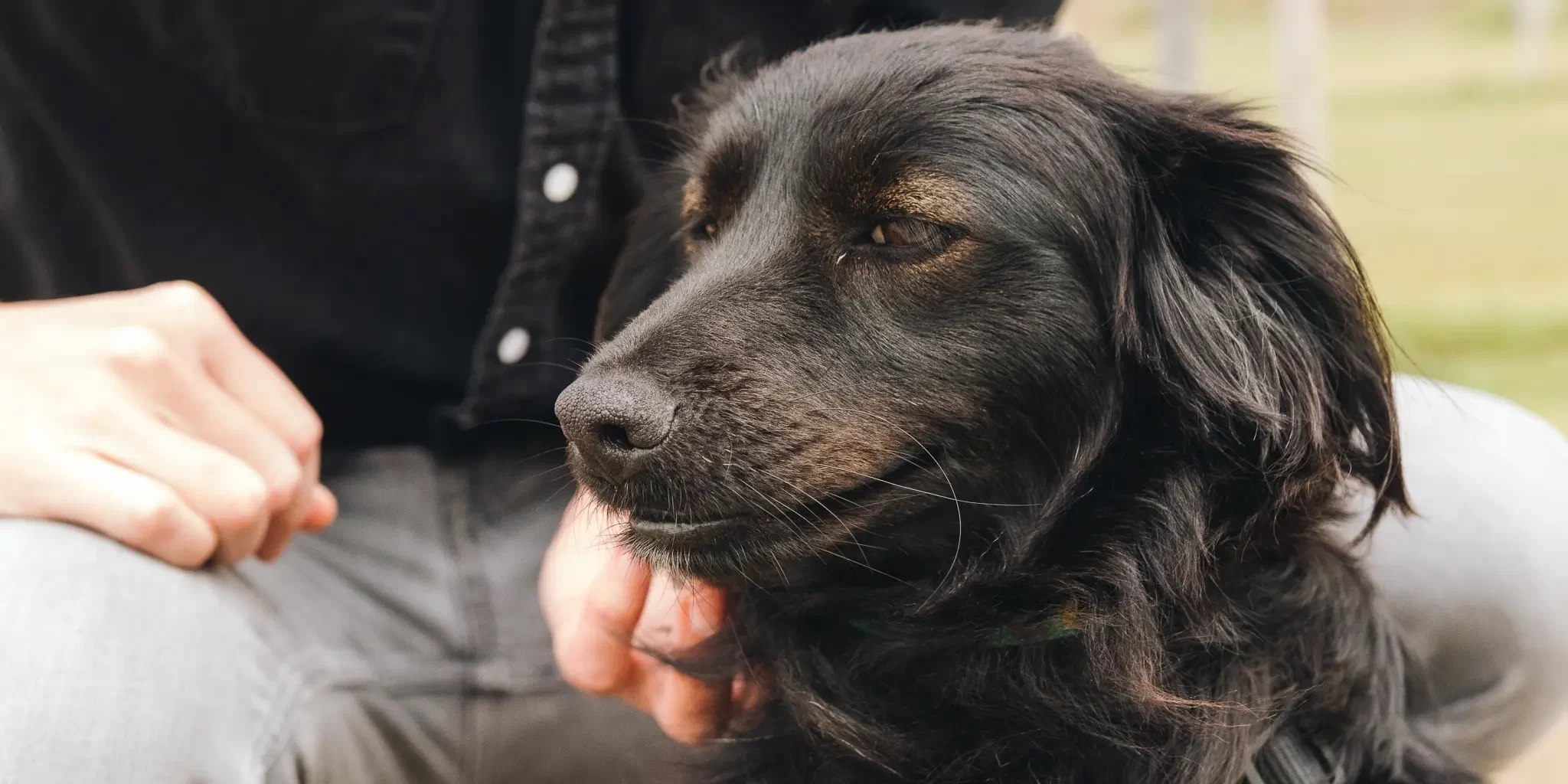 Things to Know When Adopting a Dog: Essential Tips for New Pet Owners