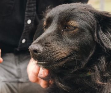 Things to Know When Adopting a Dog: Essential Tips for New Pet Owners